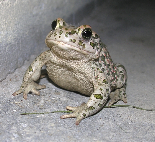 Rospo smeraldino, Bufo viridis? - Bufotes balearicus